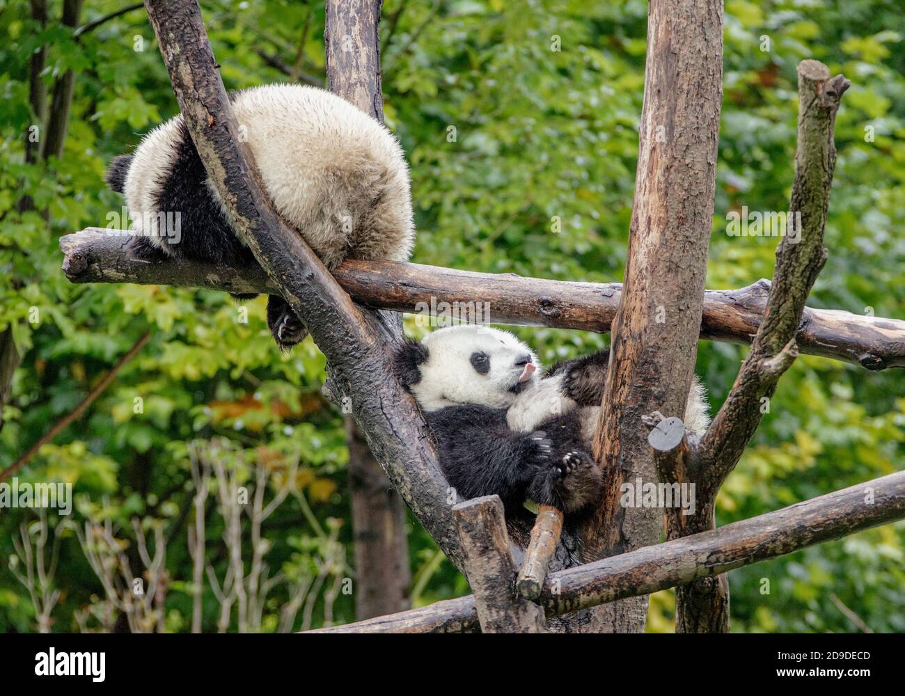 Giant pandas play at the China Conservation and Research Center for ...