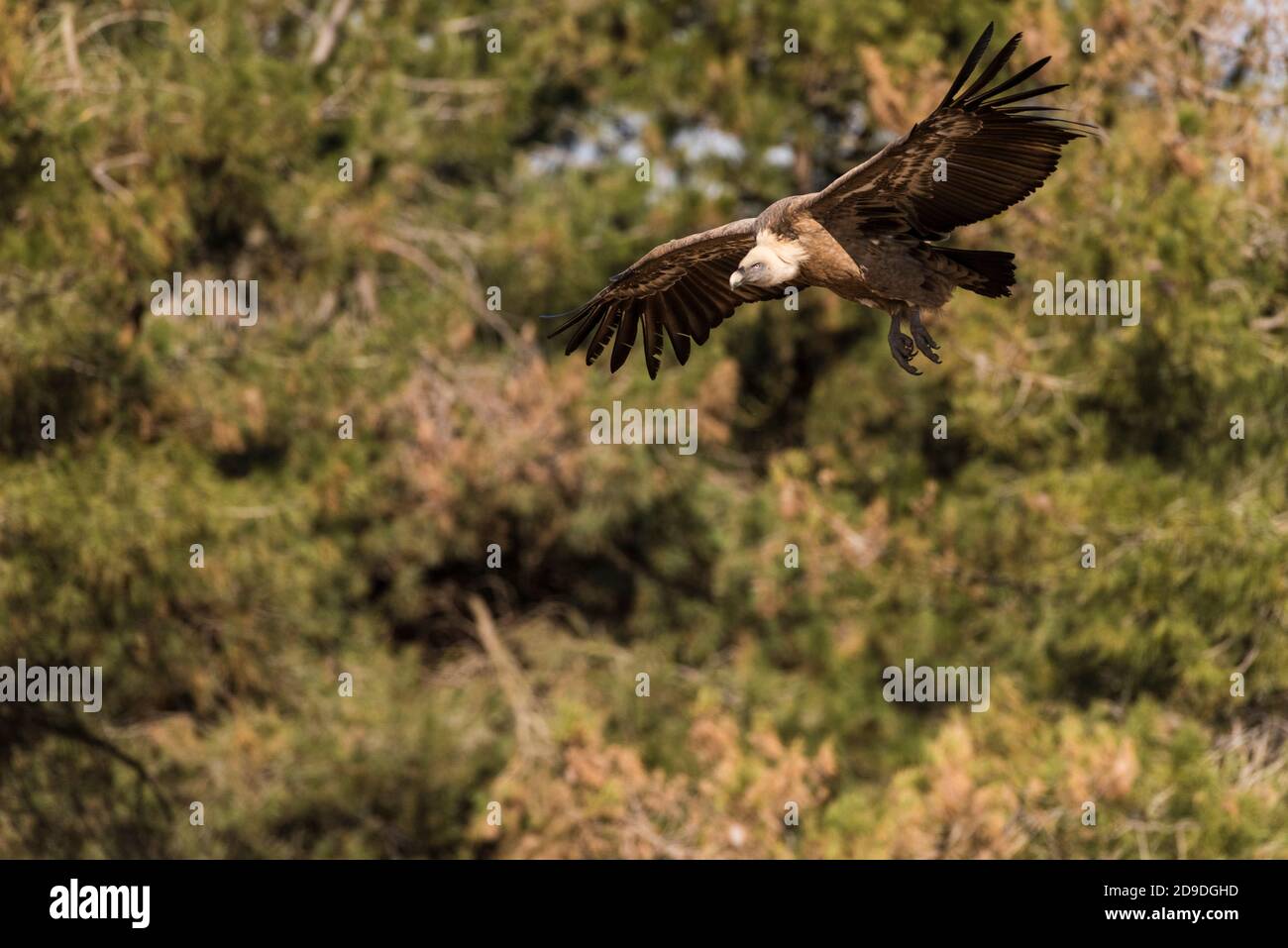 griffon vulture flying Stock Photo