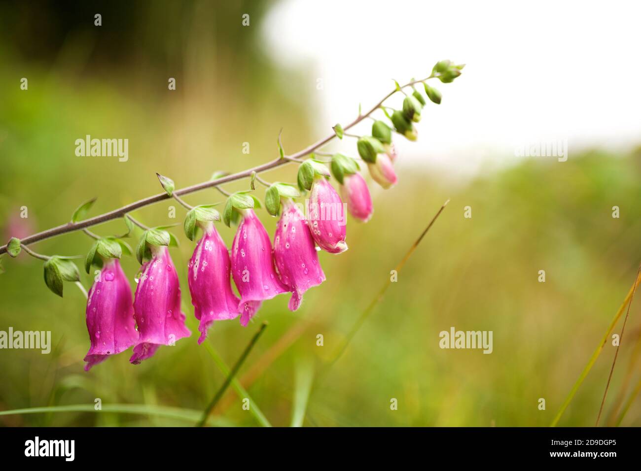 Floral Hanging Bell
