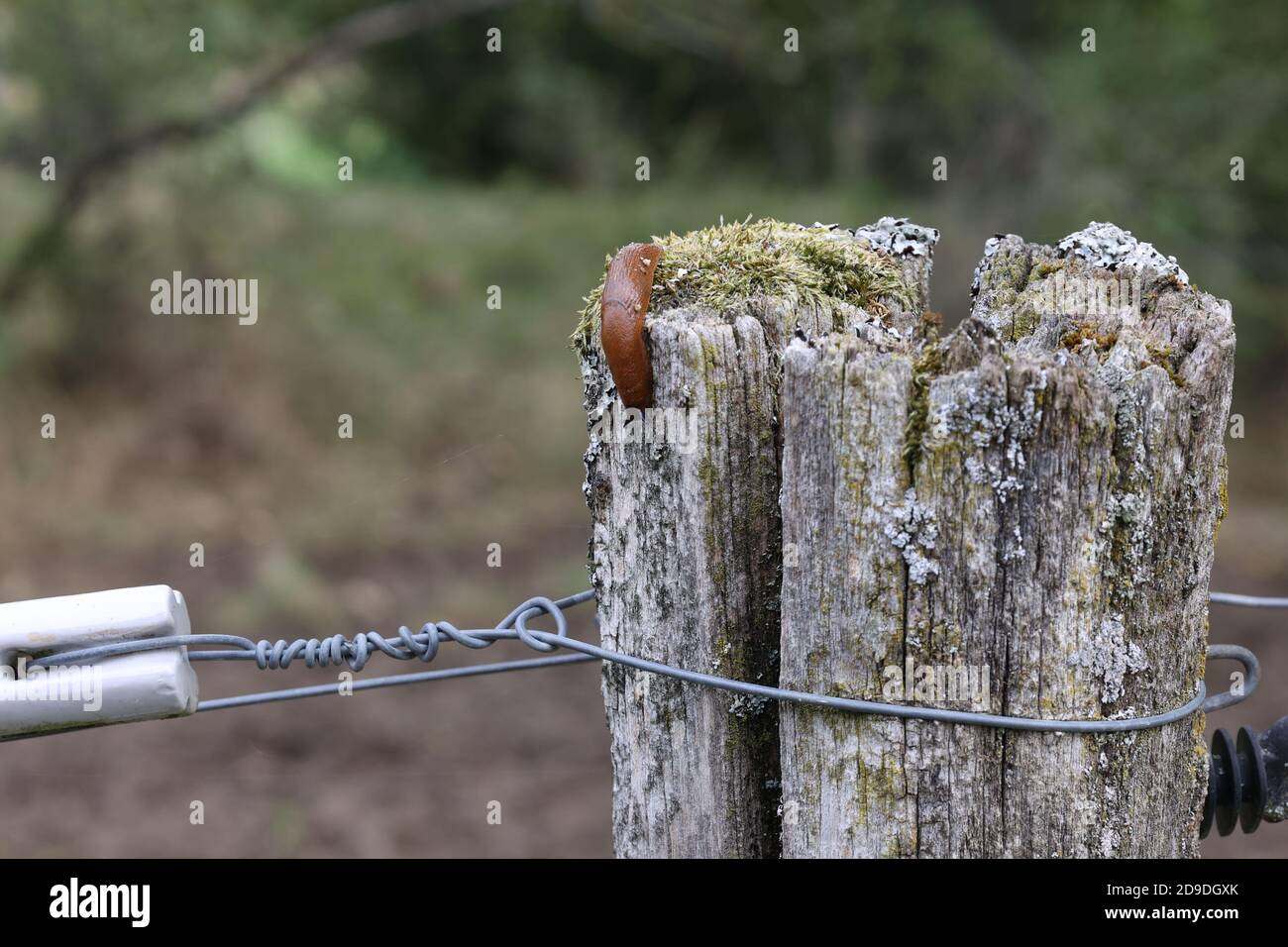 Creeping slowly hi-res stock photography and images - Alamy