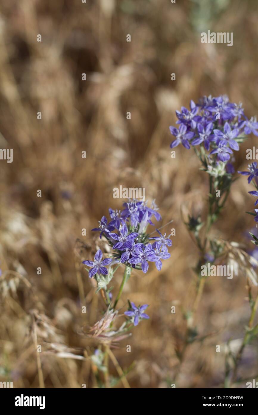 Purple california wildflowers hi-res stock photography and images - Alamy