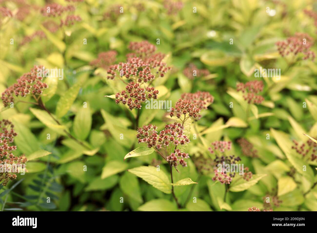 Japanese Spirea High Resolution Stock Photography And Images Alamy Japanese Spirea High Resolution Stock Photography And Images Alamy