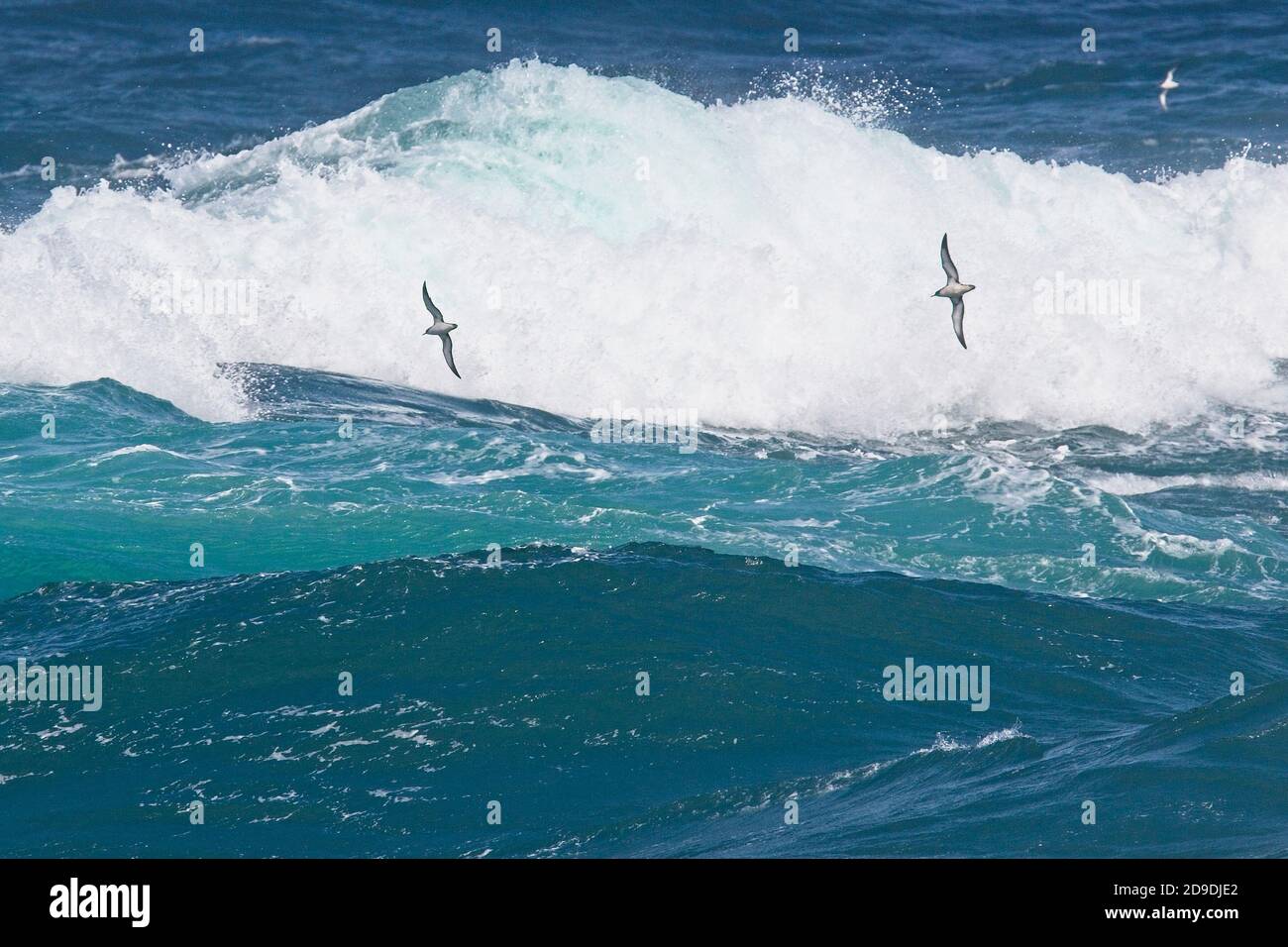 Two Manx Shearwaters (Puffinus puffinus) in flight over a rough sea off Pendeen, Cornwall, England, UK. Stock Photo