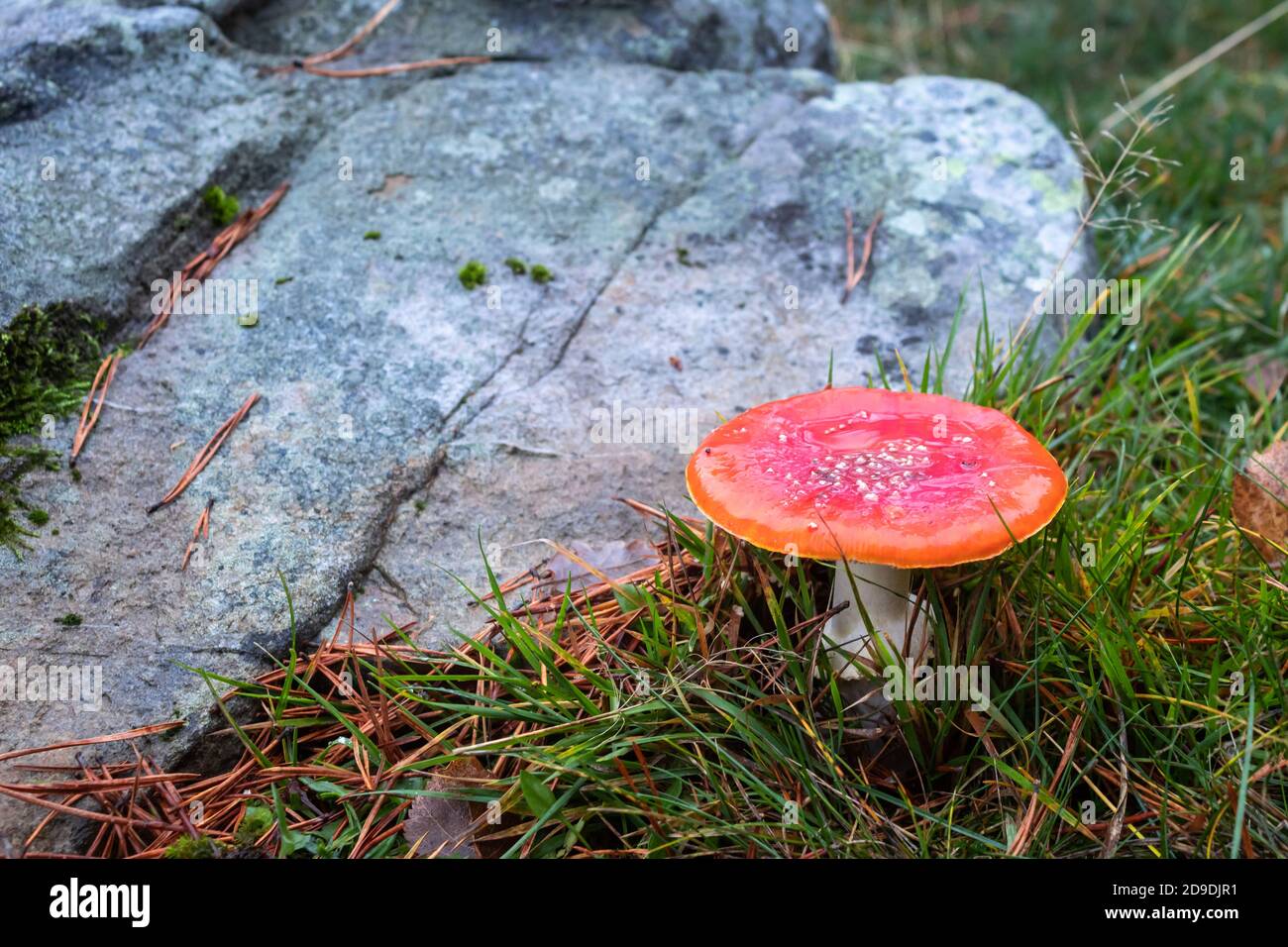 Green pine red rocks hi-res stock photography and images - Alamy