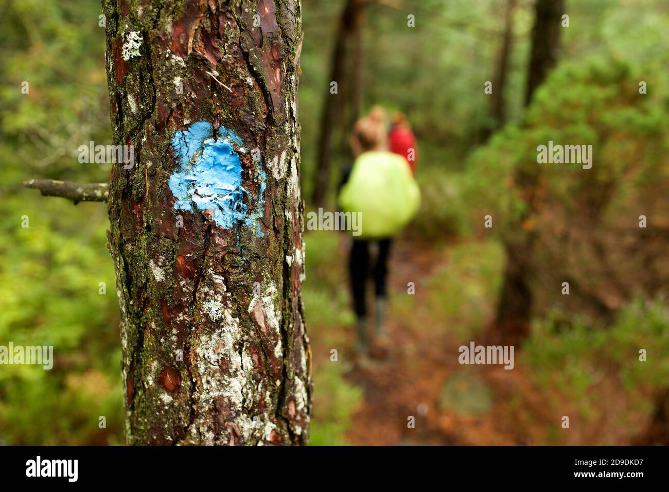 Portrait of painted blue dot on tree to indicate path Stock Photo Alamy