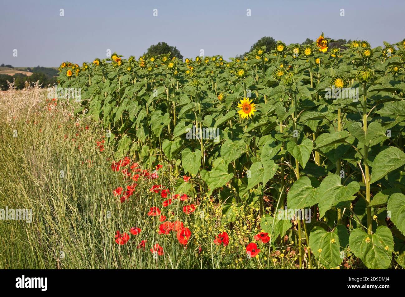 geography / travel, France, Riez, sunflower field, Riez, Provence, Additional-Rights-Clearance-Info-Not-Available Stock Photo