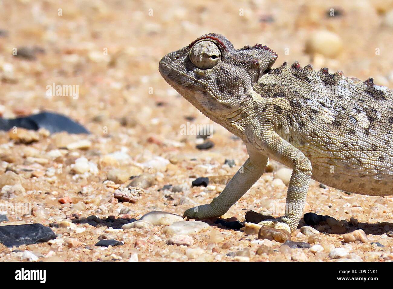 A wild Namaqua Chameleon (Chamaeleo namaquensis) walking in the Dorob National Park on the Skeleton Coast of Namibia, outside Swakopmund Stock Photo