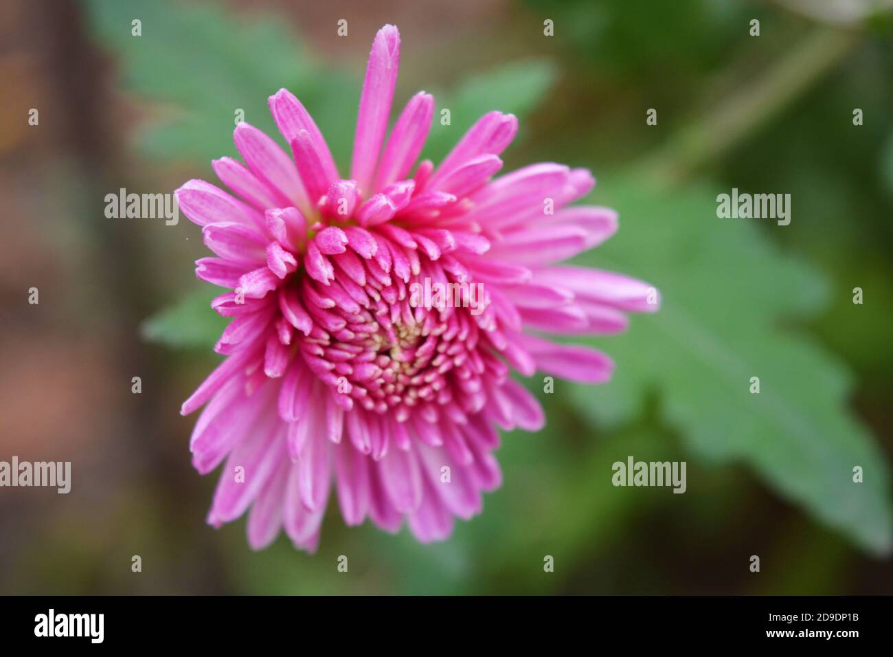 Bright and colorful tall bushes of Ukrainian chrysanthemums growing on