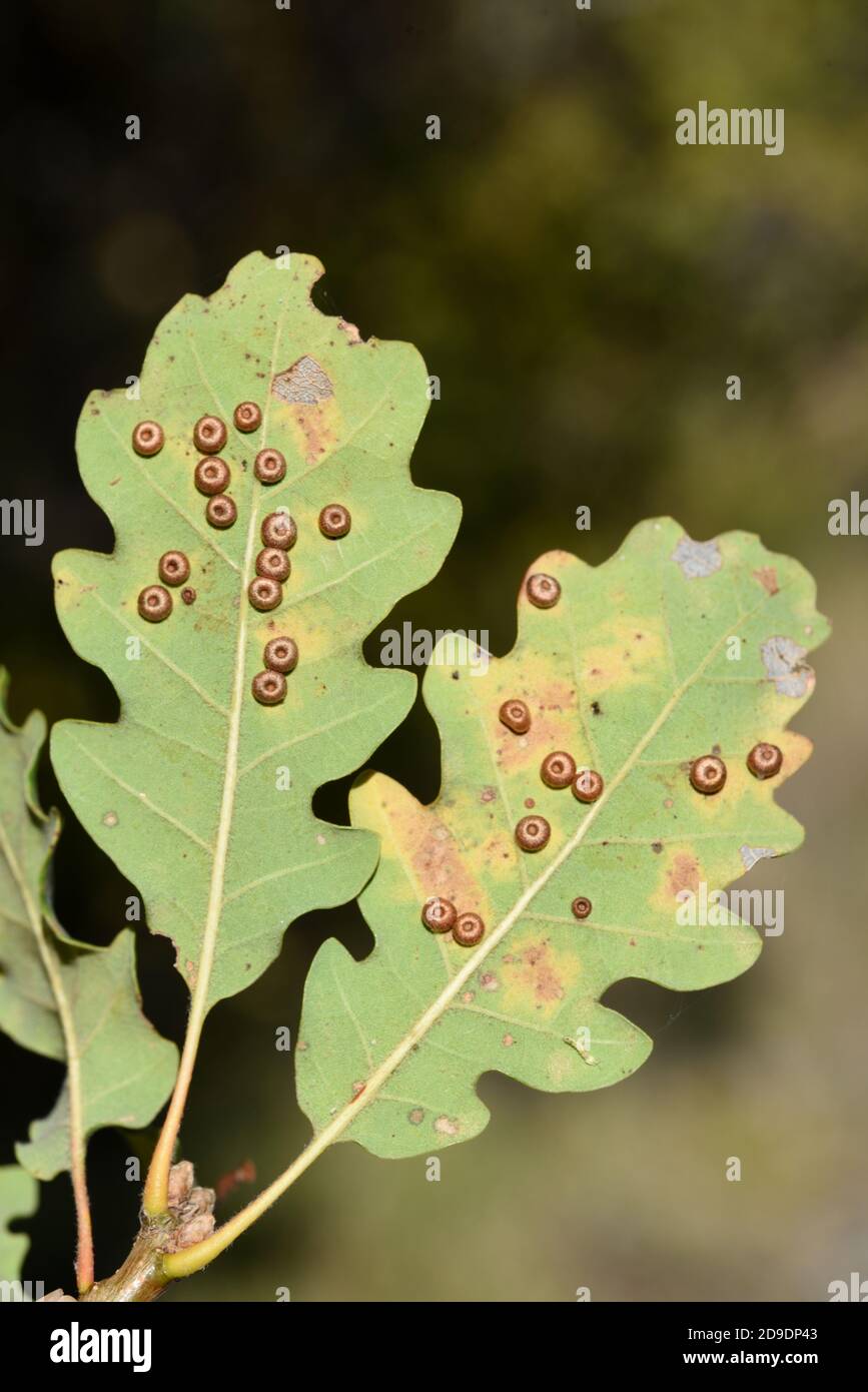 Common Spangle Galls or Silk Button Galls, Neuroterus numismalis,  Growing on Underside of Pubescent Oak Leaf, Quercus pubescens Stock Photo