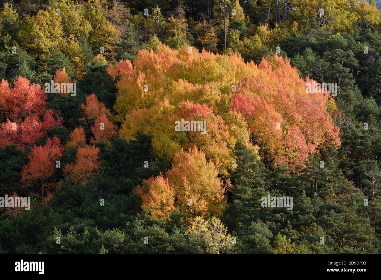 Autumn Colours including Colorful Maple Trees or Leaves & Pine Trees in ...