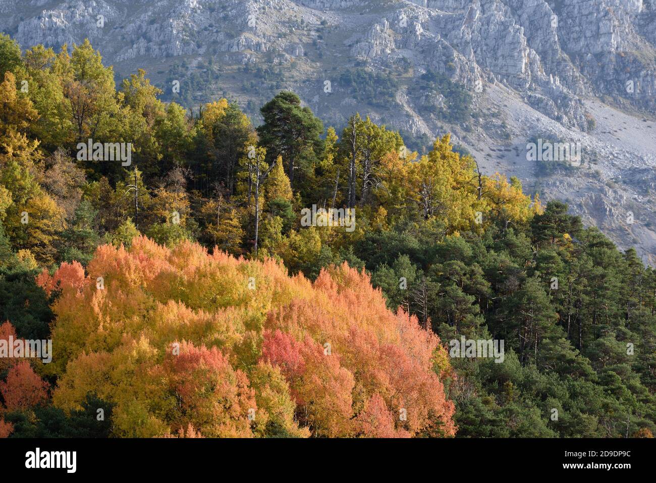 Autumn Colours including Colorful Maple Trees or Leaves & Pine Trees in the Fall in the Verdon Gorge Regional Park or Nature Reserve Provence France Stock Photo
