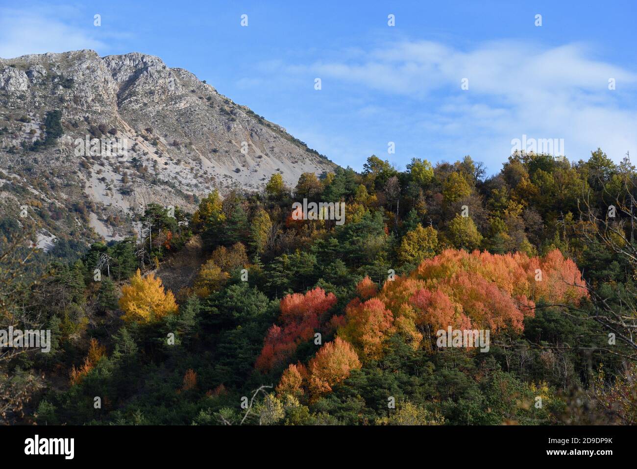 Autumn Colours including Colorful Maple Trees or Leaves & Pine Trees in the Fall in the Verdon Gorge Regional Park or Nature Reserve Provence France Stock Photo