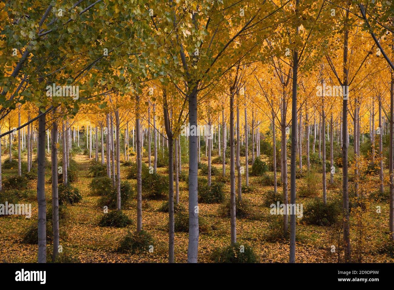 Autumn Colours in Plantation of White Poplars, Populus alba, aka Silver Poplar or Silverleaf Poplar Provence France Stock Photo