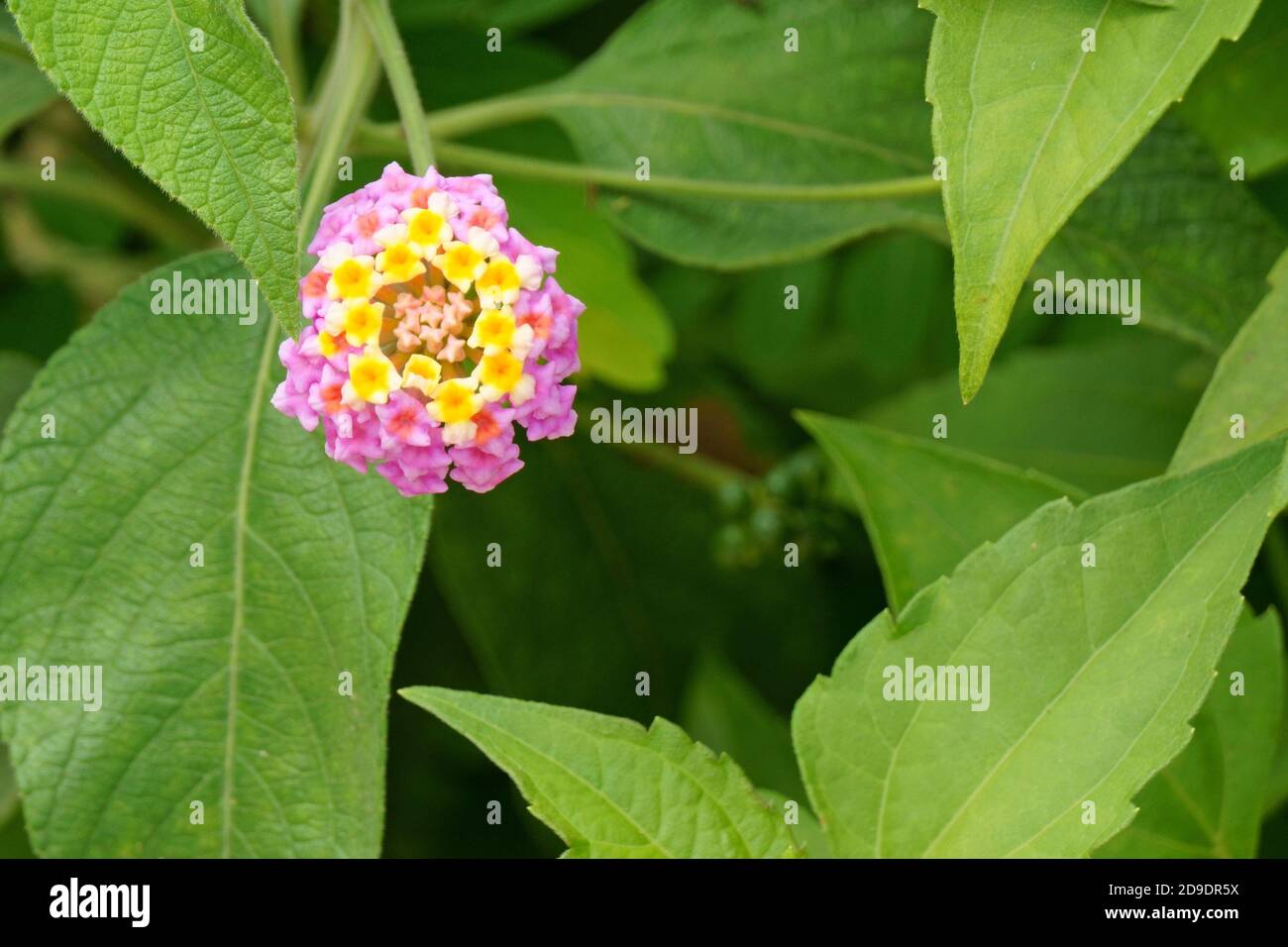 Close up of lantana camara flower in bloom Stock Photo