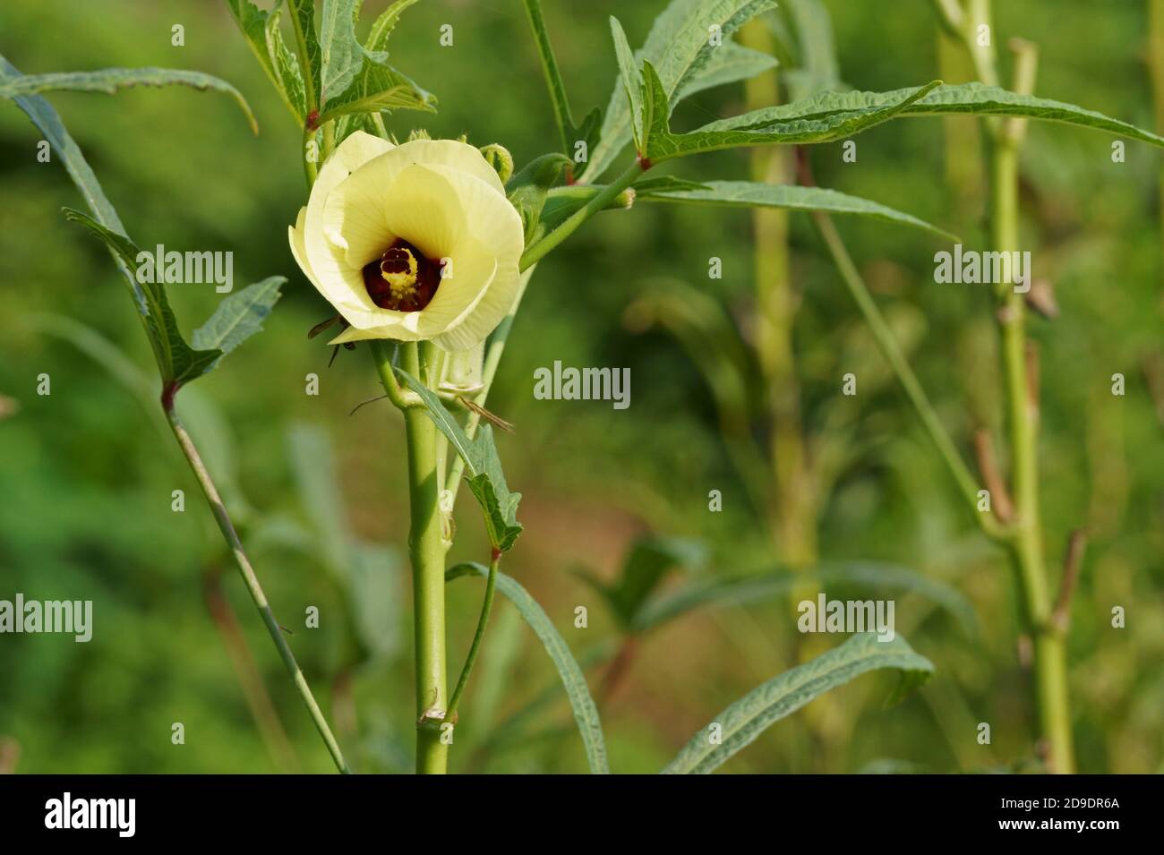 Okra flower in bloom in the field. Abelmoschus esculentus Stock Photo
