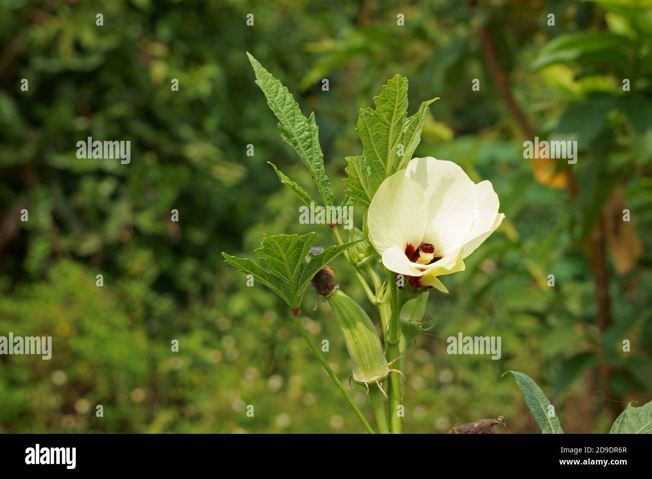 Flower and fruit of okra plant. Abelmoschus esculentus Stock Photo