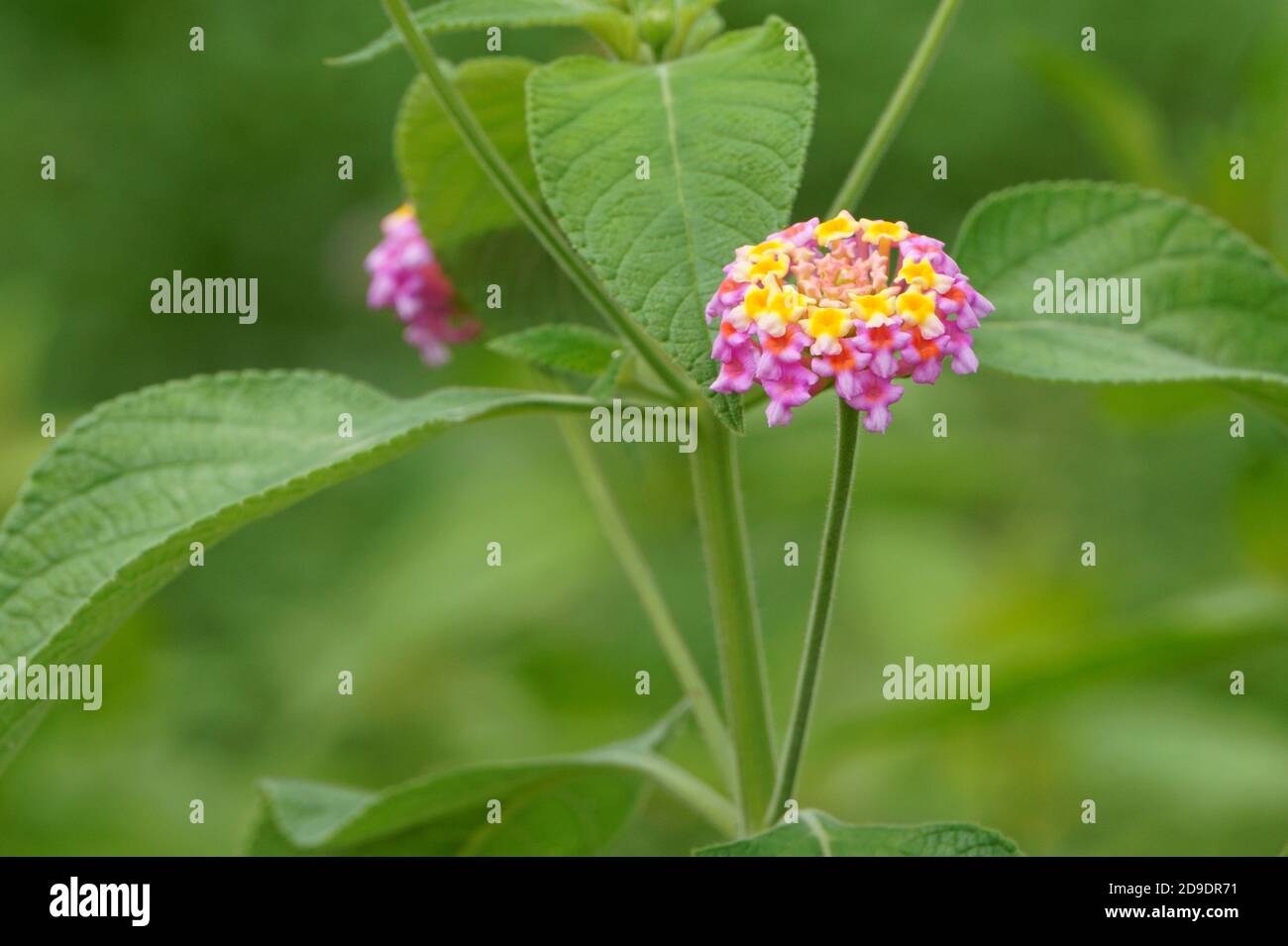 Lantana camara flower blooming on green background Stock Photo