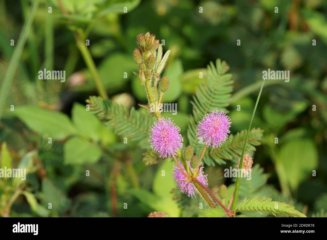Close up of mimosa pudica flowers in the field Stock Photo Alamy