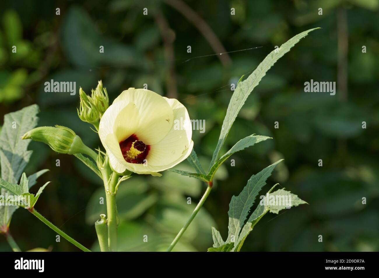 Okra flower blooming in the morning sunlight. Abelmoschus esculentus Stock Photo
