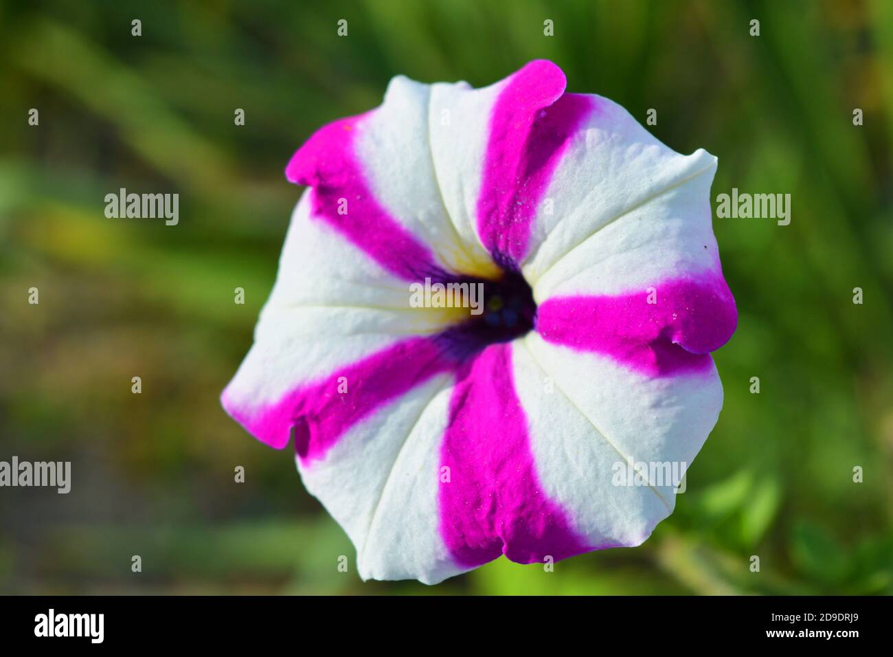 Petunia buds with unusual coloring and color growing on the street of the city of Dnipro. Large purple with white flowers scented petunias illuminated Stock Photo