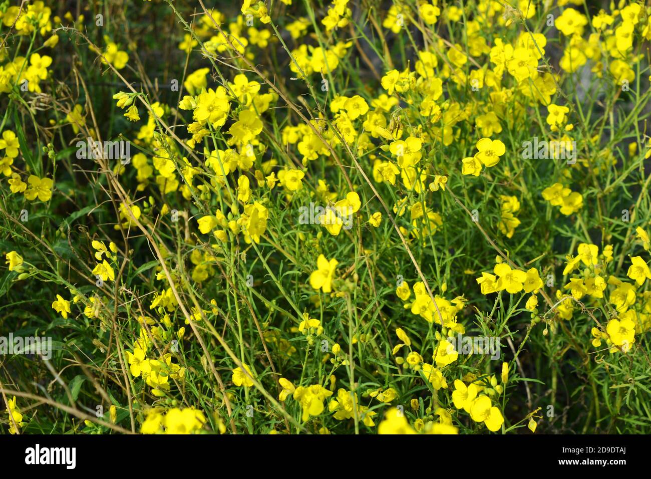 A Dangerous Plant Wild Weeds Caustic Buttercup Night Blindness With Small Yellow Flowers