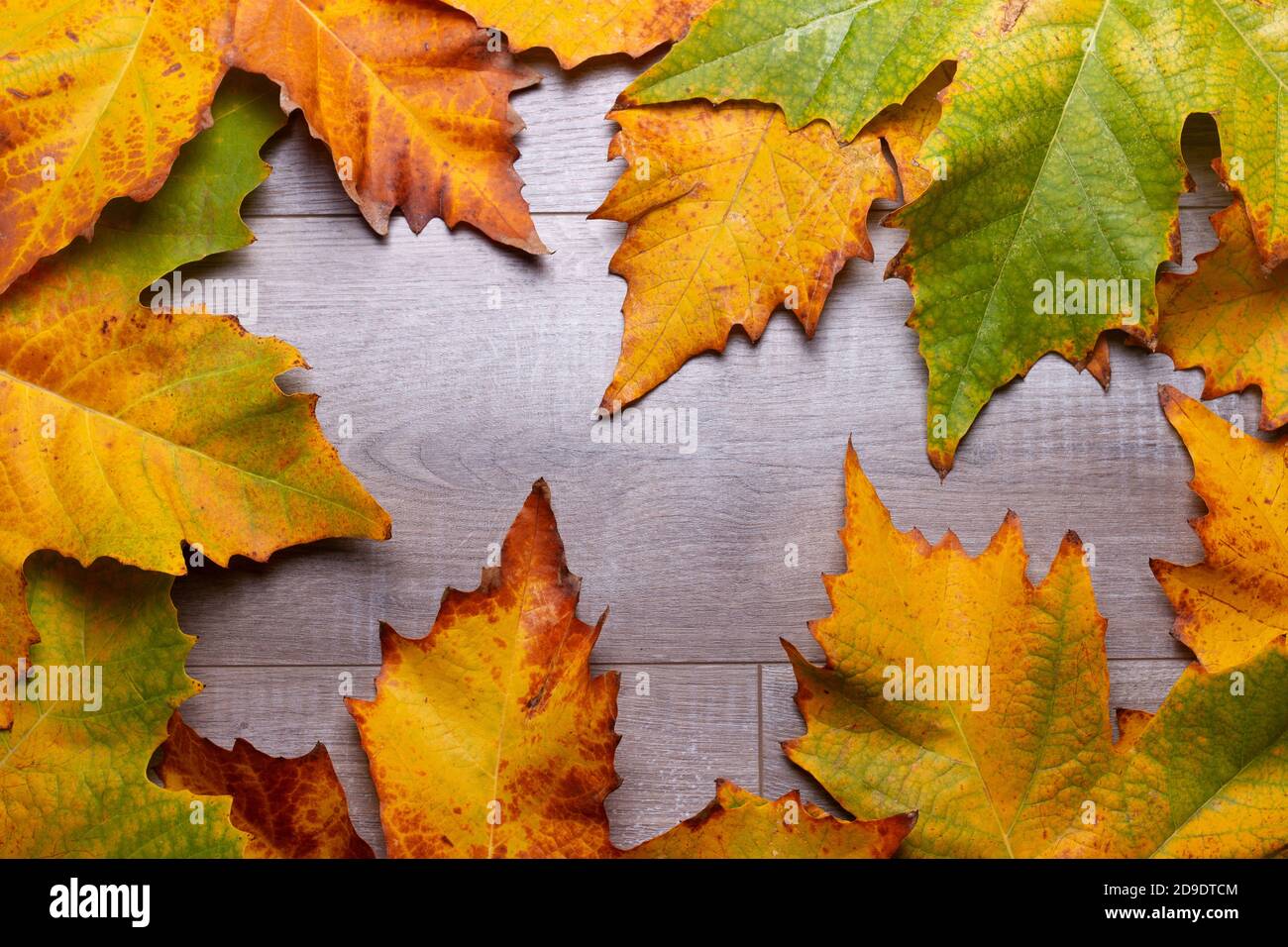 autumn leaves with many color wooden background Stock Photo - Alamy