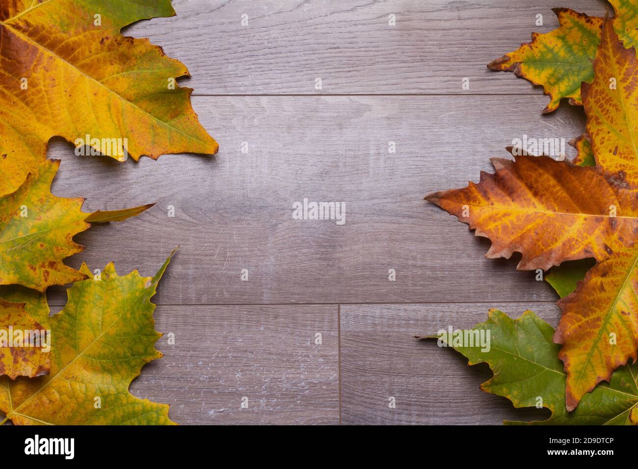 autumn leaves with many color wooden background Stock Photo - Alamy