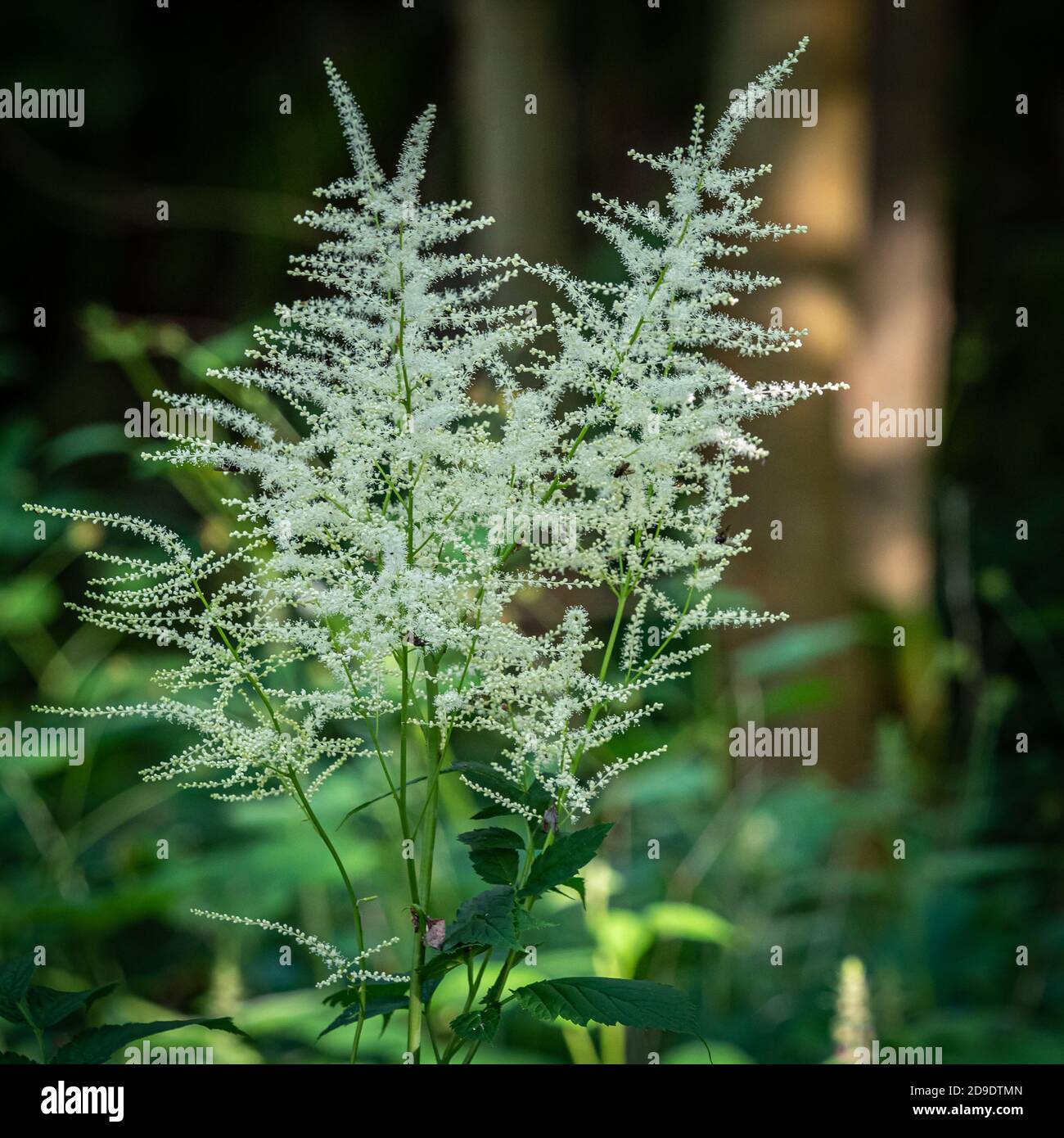 Goats Beard or Aruncus dioicus is a hardy perennial bearing fern-like foliage, from which plumes of cream-white, astilbe-like flowers appear in summer Stock Photo