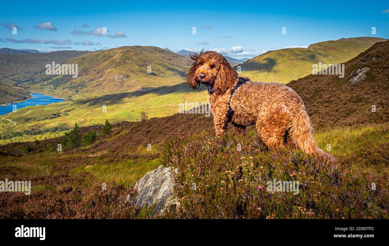 A red cockapoo standing near a cairn on the hills above Loch Finglas in the Trossachs National Park Stock Photo