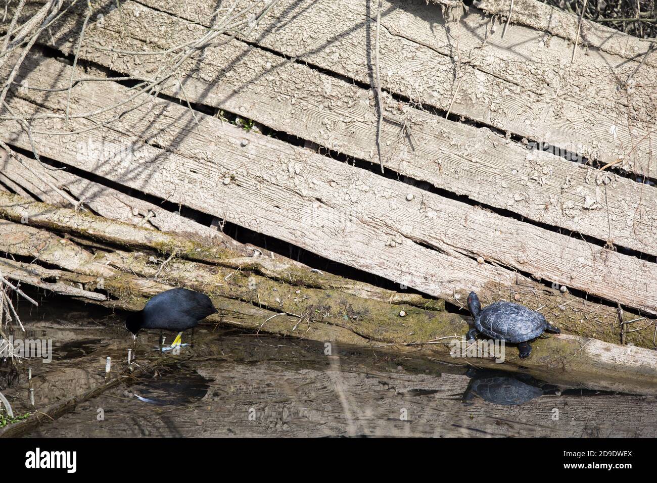 Yellow-bellied slider Turtle Trachemys Scripta Scripta standing on a wooden shipwreck with a common coot walking nearby Stock Photo