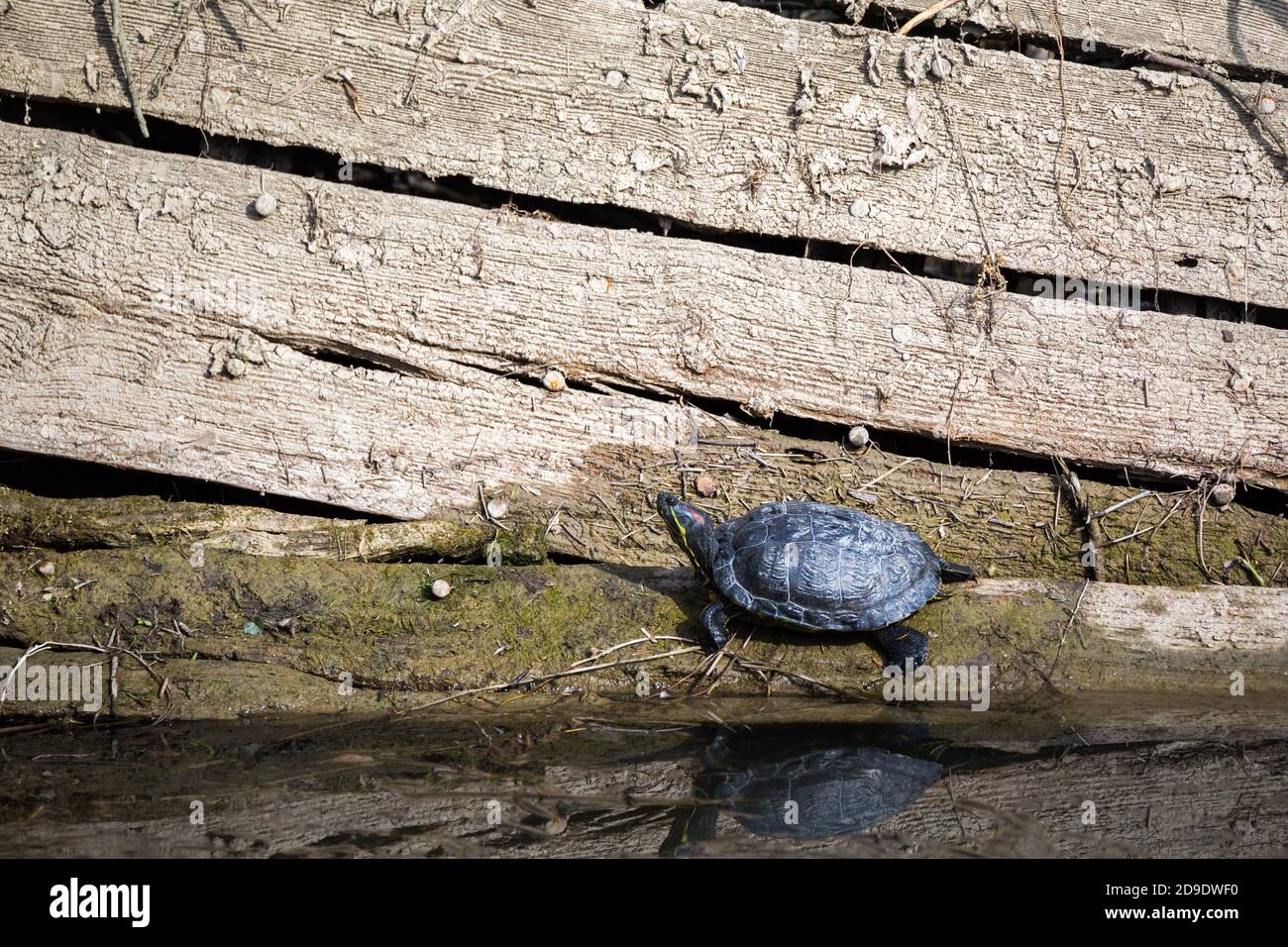 Yellow-bellied slider turtle Trachemys Scripta Scripta standing on a wooden shipwreck with its reflection in the water Stock Photo