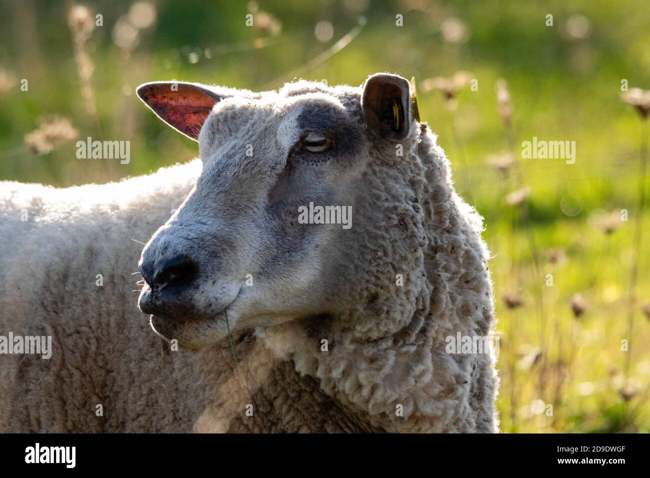 portrait of sheep in pasture Stock Photo - Alamy