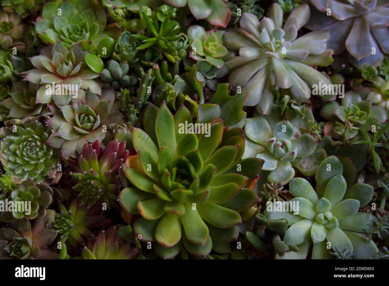 Various succulent plants garden terrarium close up Stock Photo