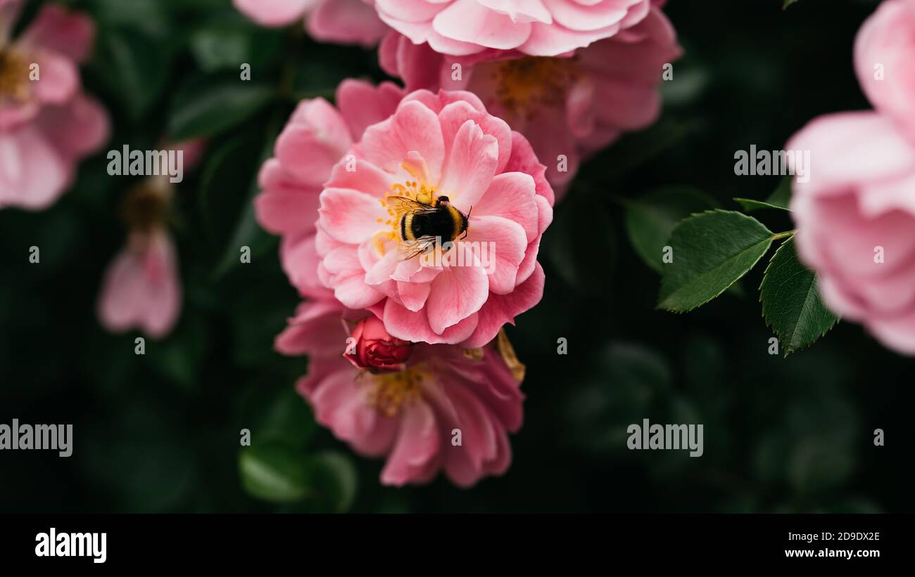 Tender pink tea roses background. Closeup macro of summer flower ...