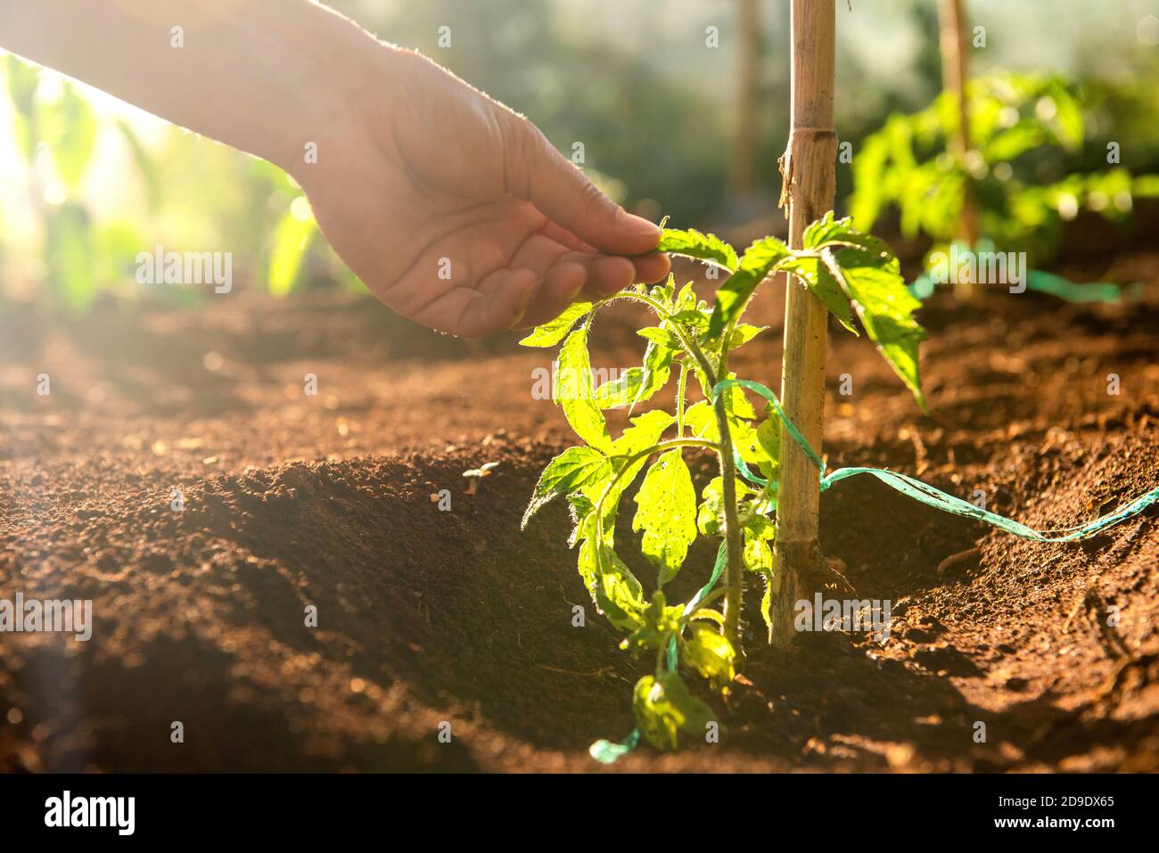 Close up female hand touching tomato plant in soil Stock Photo - Alamy