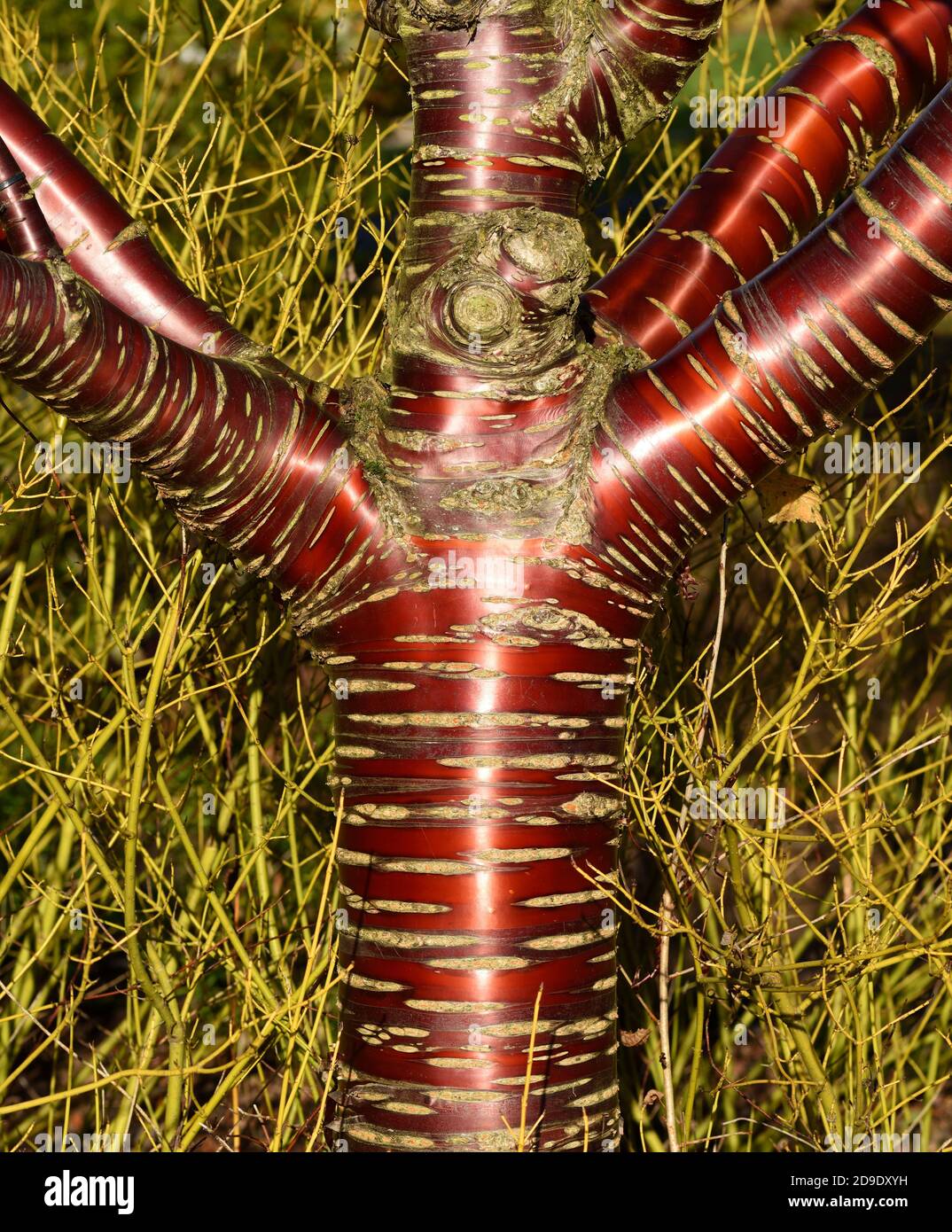 Closeup of the trunk of a Tibetan Cherry tree. Stock Photo