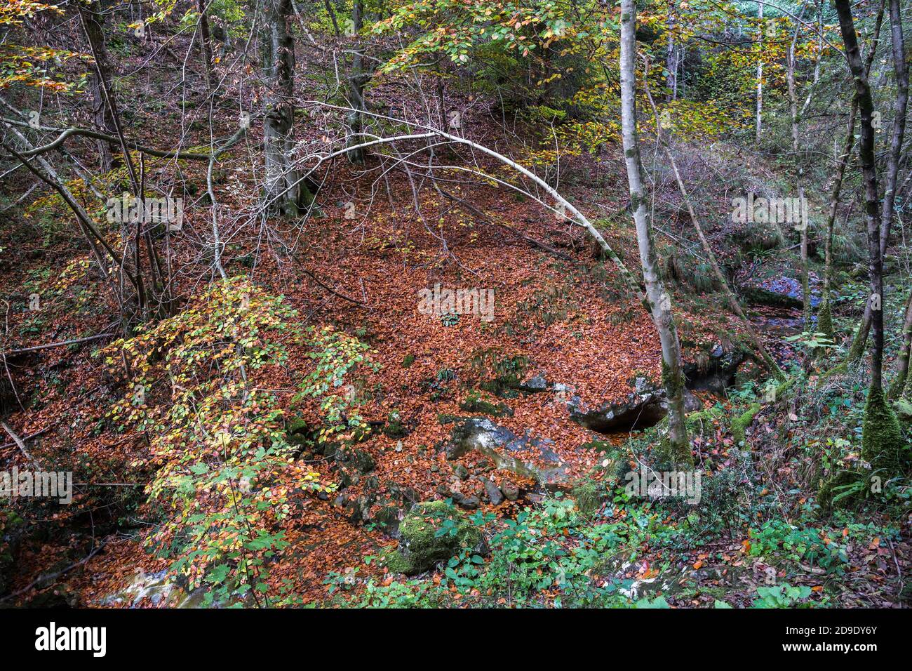 Many brown fallen leaves laying on the ground in a forest. Autumn mood ...