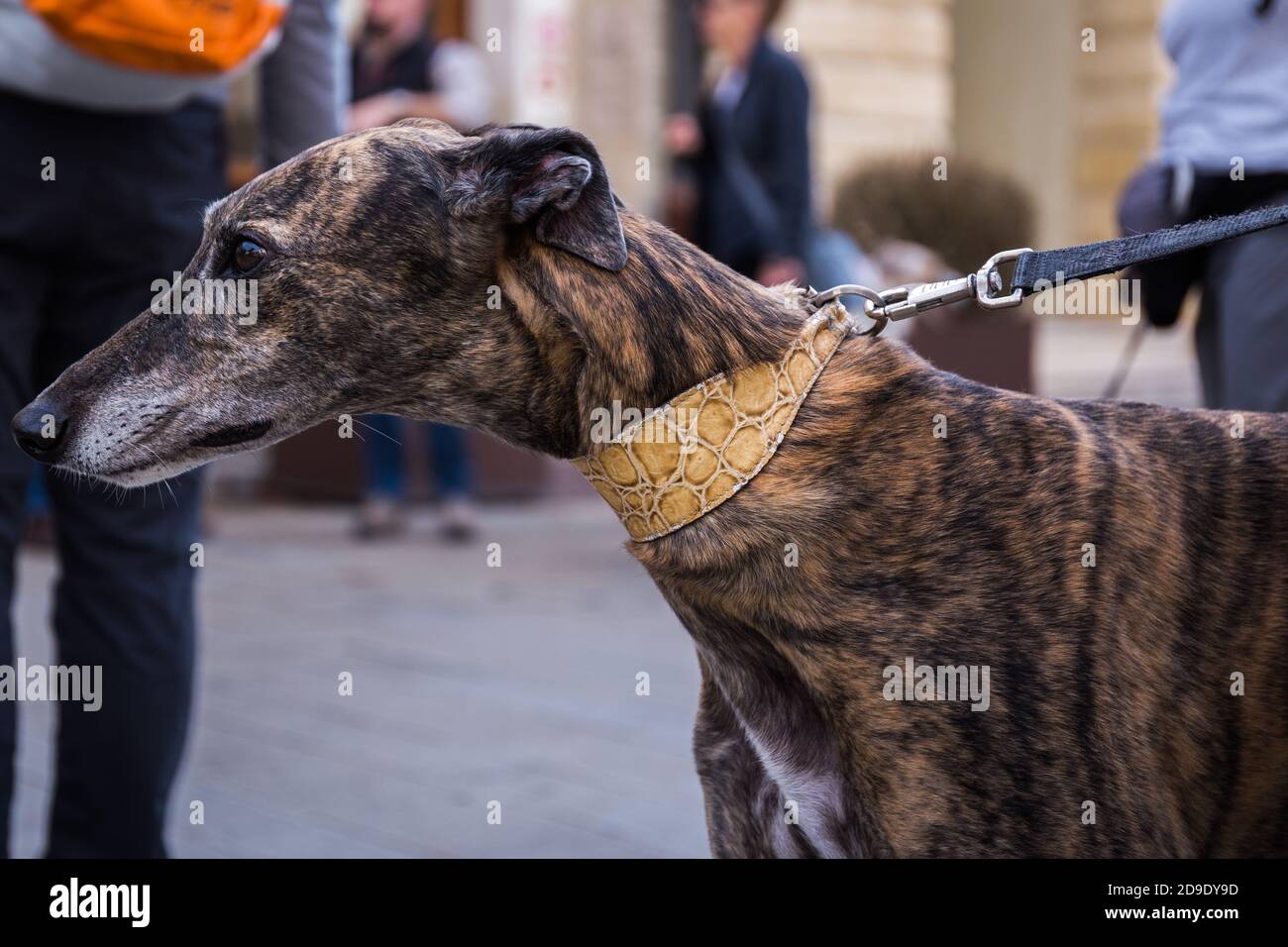 Face of a Spanish Greyhound Galgo dog on a leash in the city Stock