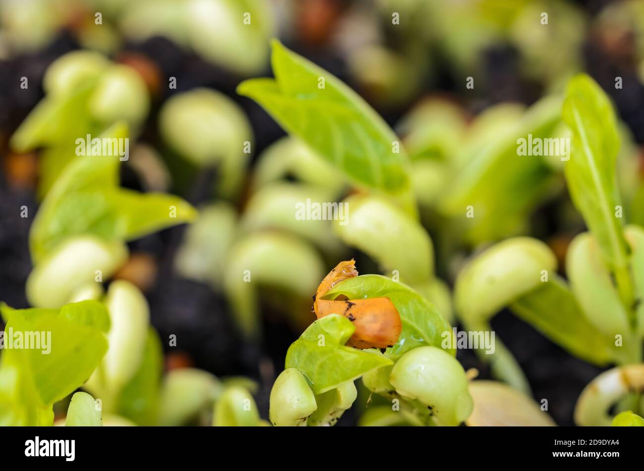 Fresh homegrown Micro greens sprouted from peas. Macro Shot. Stock Photo