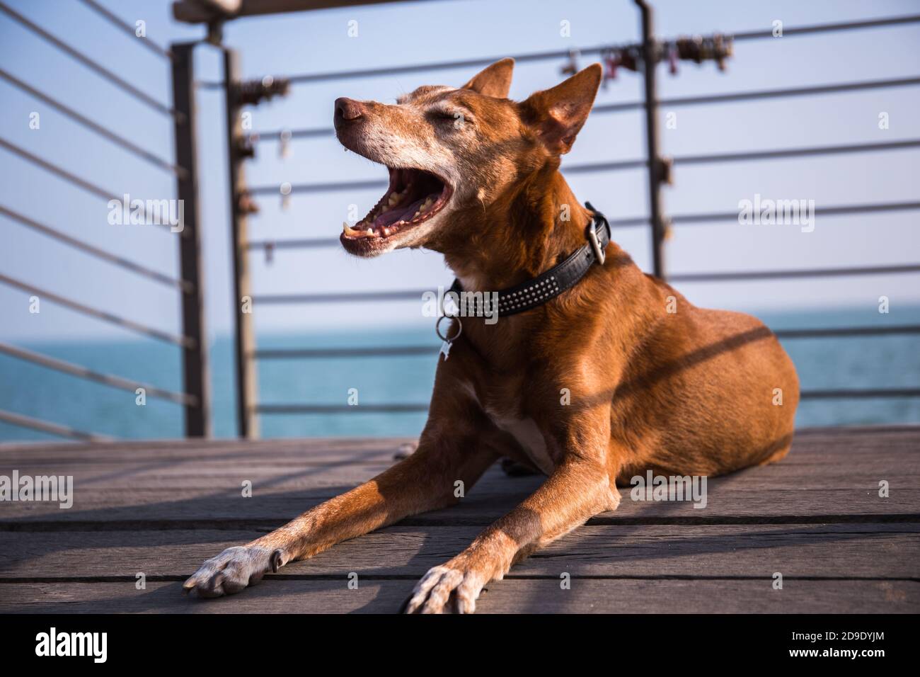 Male Andalusian Podenco dog laying and laughing on a wooden platform with the sea in the background Stock Photo