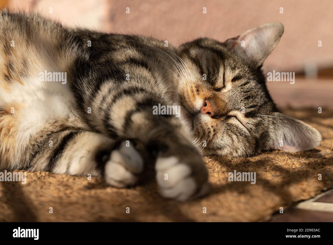 Closeup of a sleeping gray tabby fluffy cat Stock Photo - Alamy