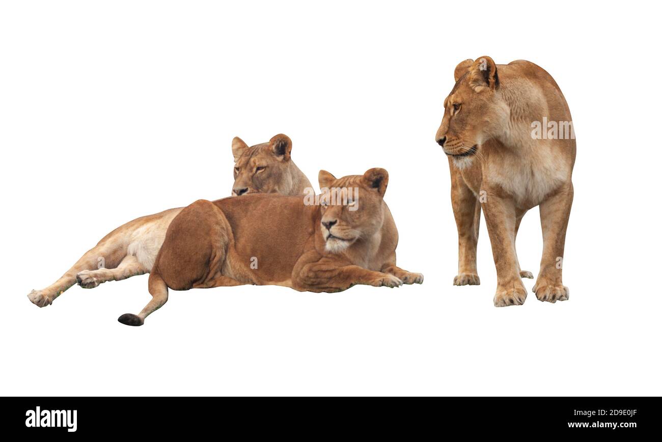 Three lioness female lions isolated on white background. Two lions are