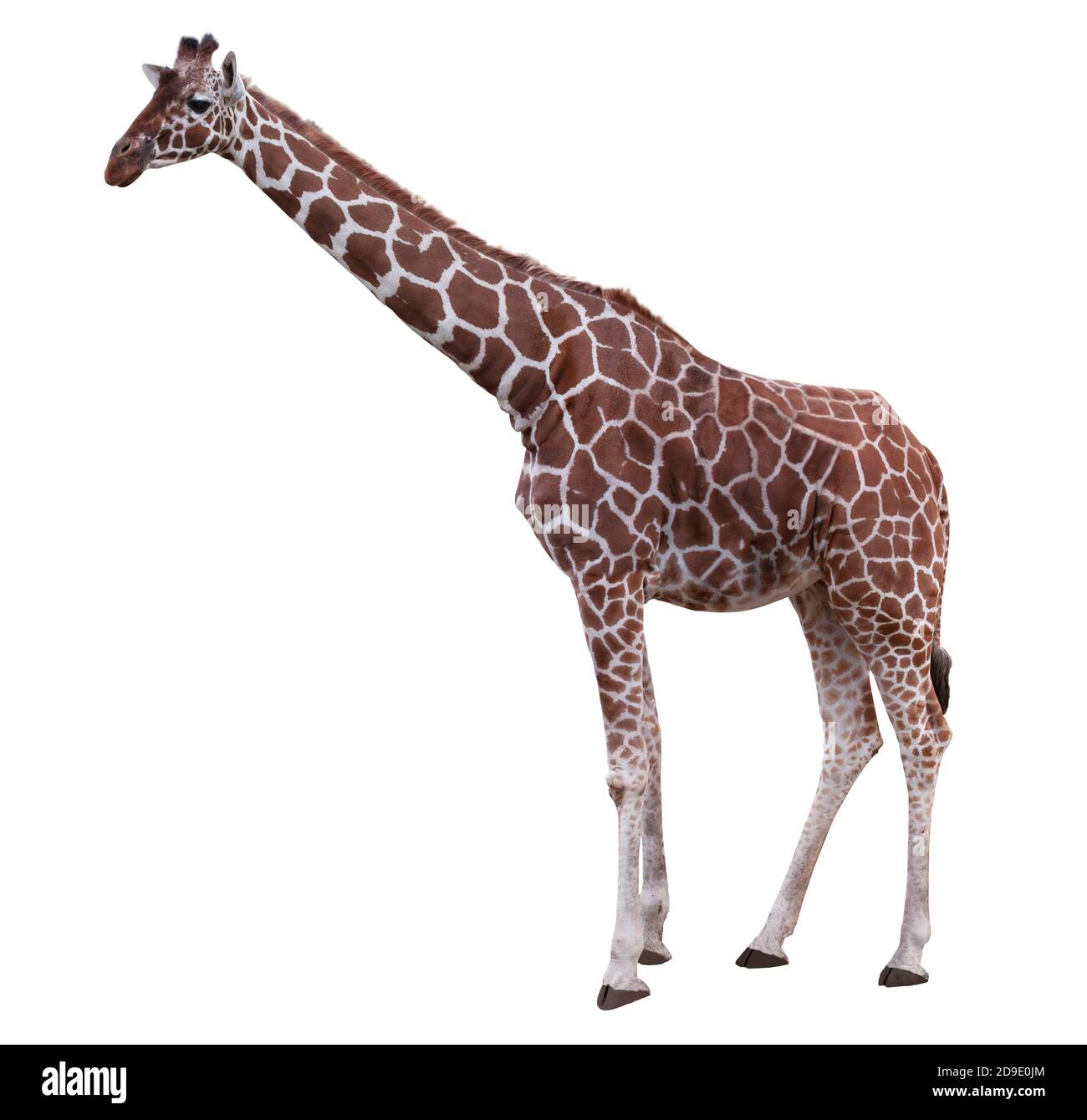 Giraffe isolated on white background Stock Photo