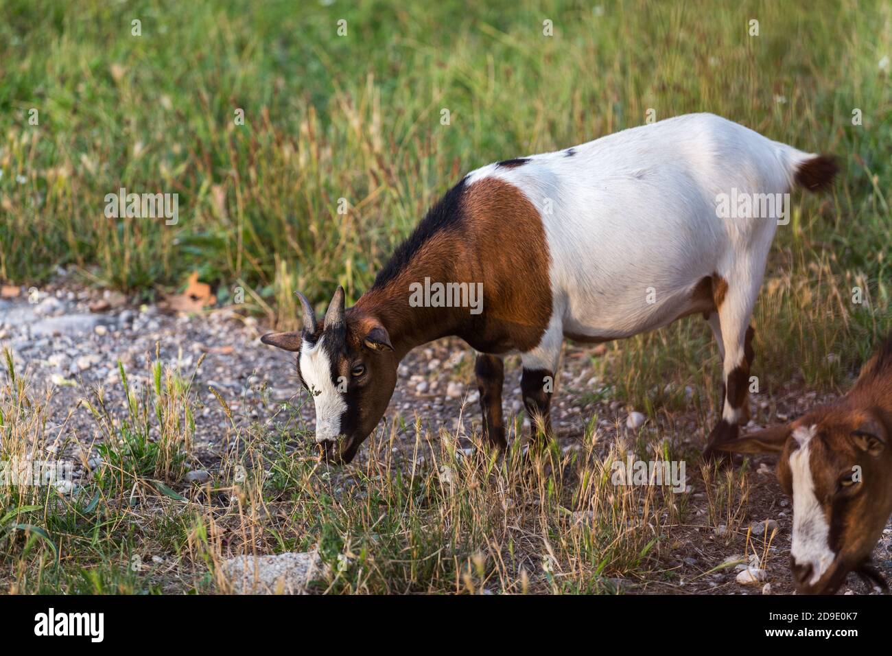Two pinto domestic goats Capra Aegagrus Hircus grazing on the grass Stock Photo