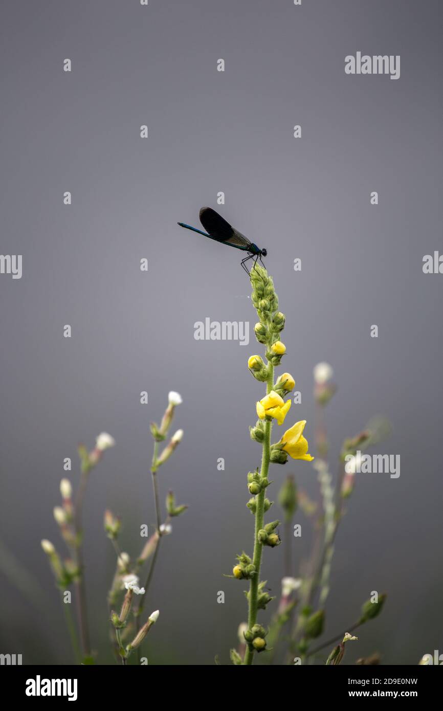 Blue Dragonfly Odonata standing on a yellow flower Stock Photo - Alamy