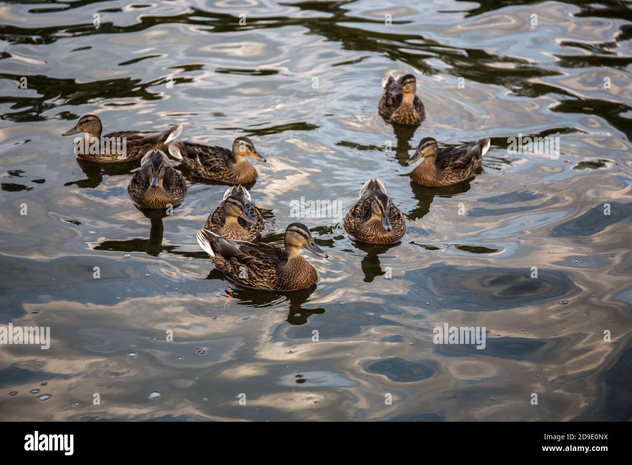 Group of female Mallard ducks Anas platyrhynchos swimming in the water Stock Photo