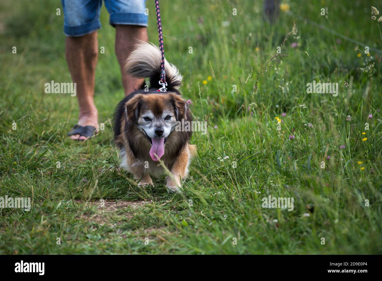 Small dog walking on the grass with its owner in the back Stock Photo