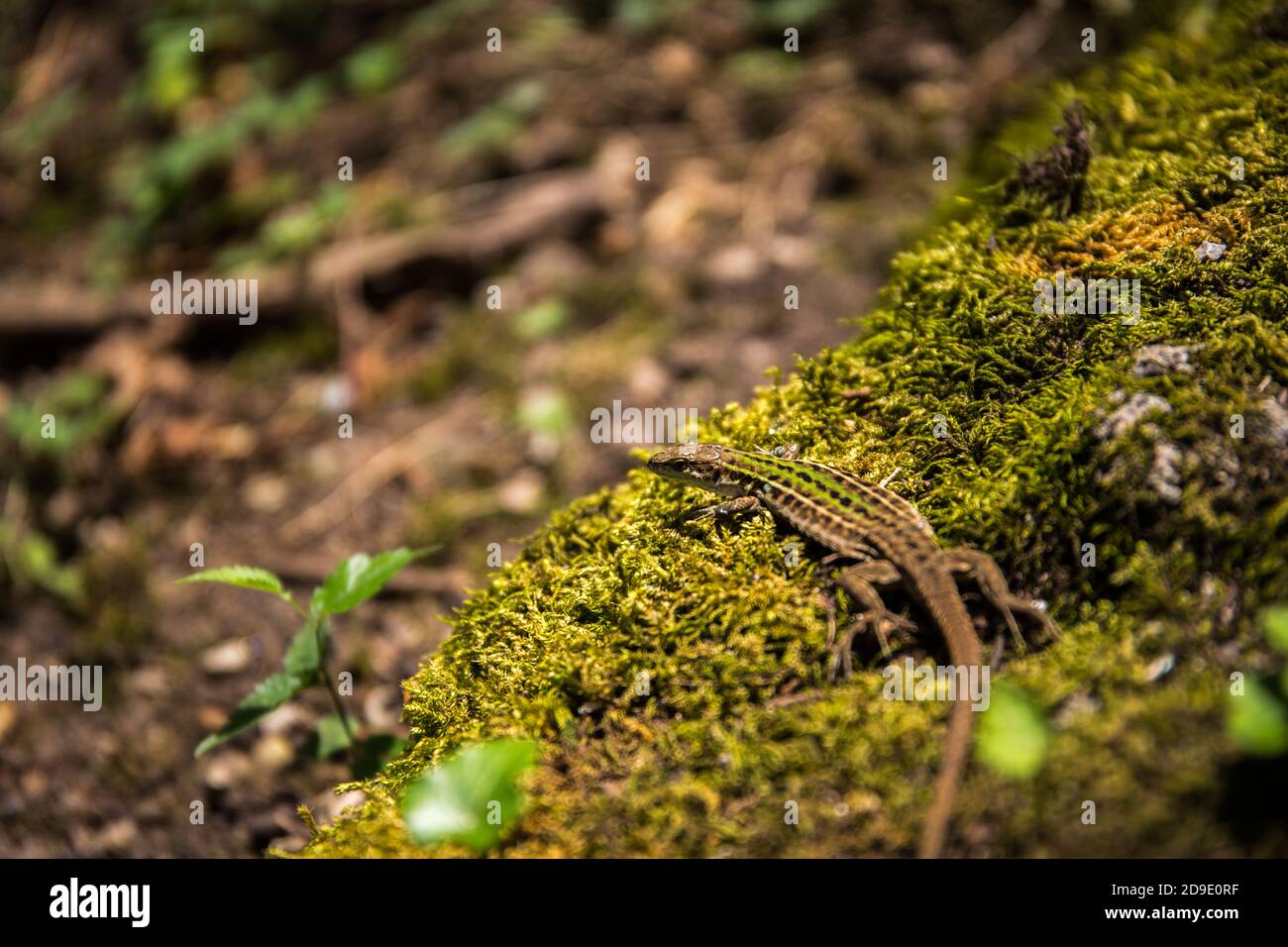 Small brown lizard Lacertilla on the grass in a forest Stock Photo