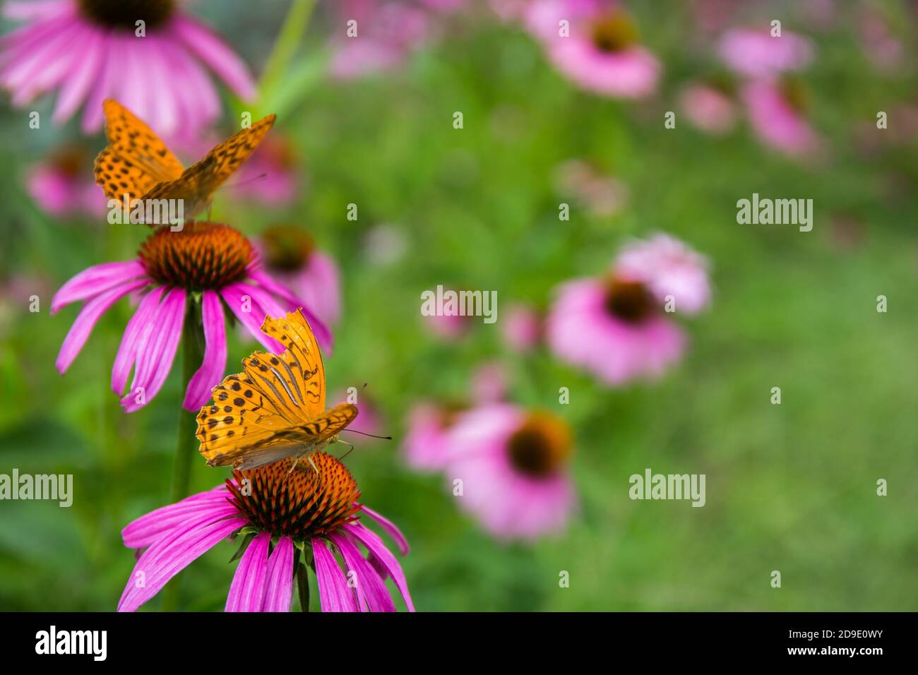 Yellow and orange Butterfly sitting on a Cone Flower Echinacea Purpurea Stock Photo