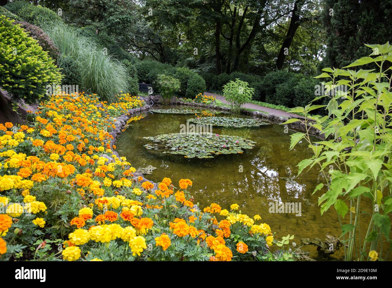 Yellow flowers pond hi-res stock photography and images - Alamy